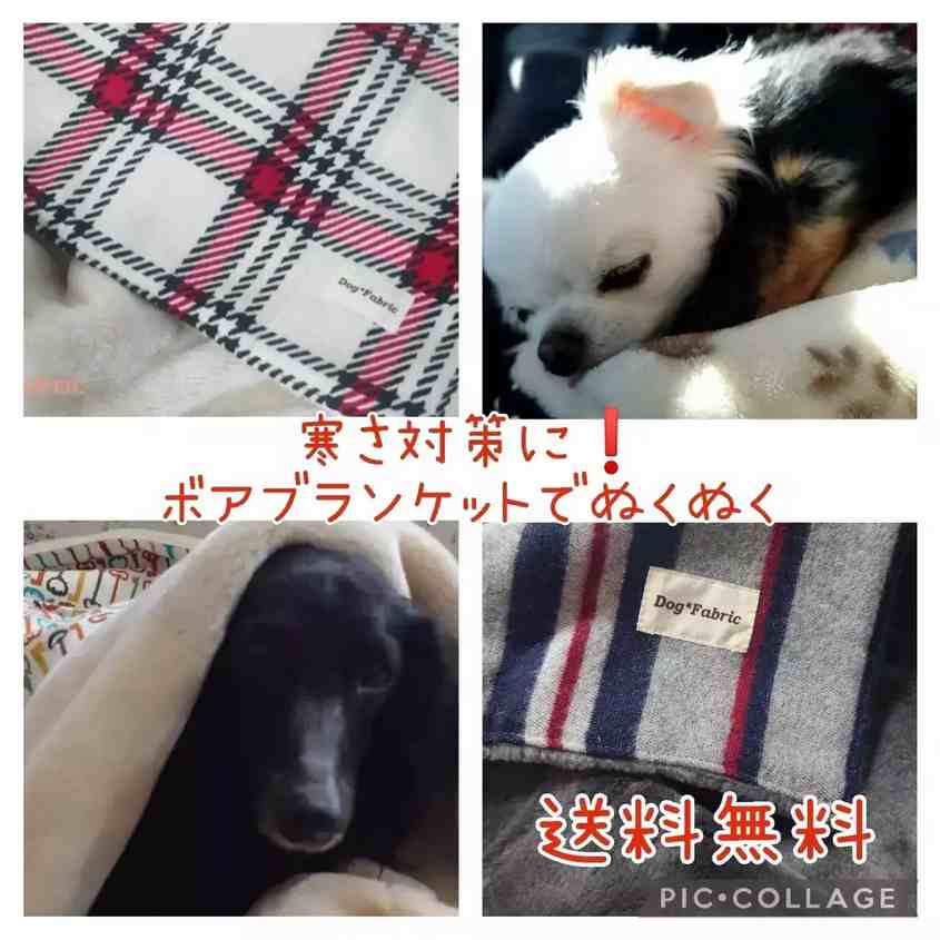 ボアブランケット★送料無料キャンペーン★開催中
